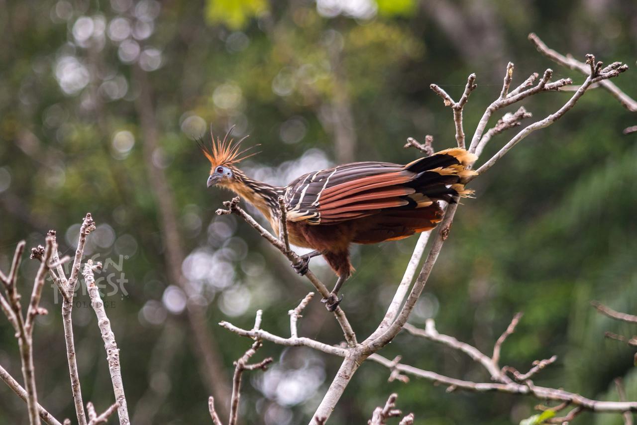 Green Forest Ecolodge Puerto Montufar ภายนอก รูปภาพ