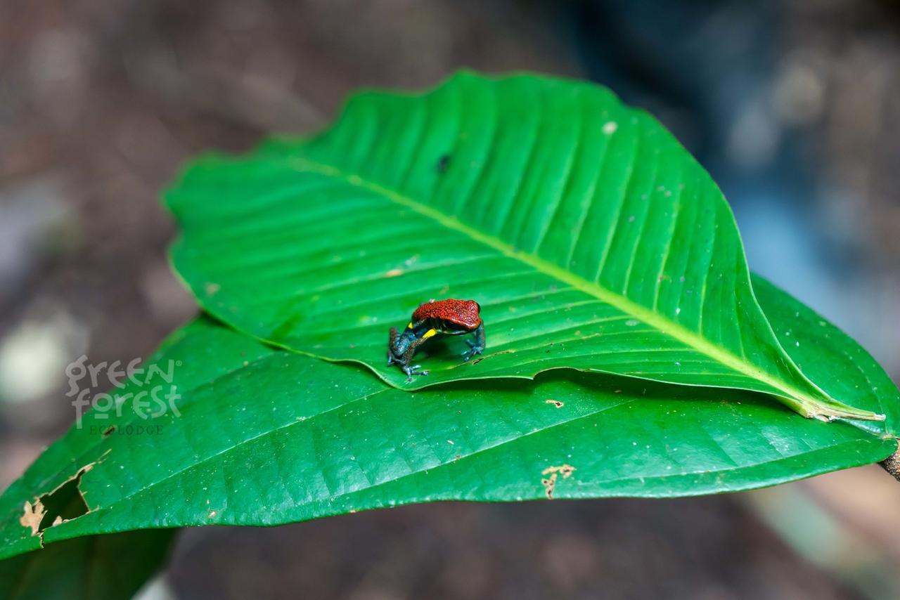 Green Forest Ecolodge Puerto Montufar ภายนอก รูปภาพ