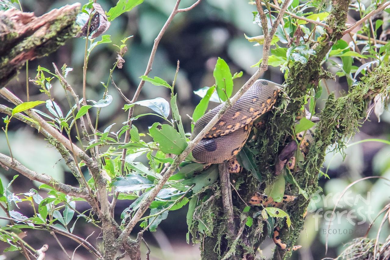 Green Forest Ecolodge Puerto Montufar ภายนอก รูปภาพ