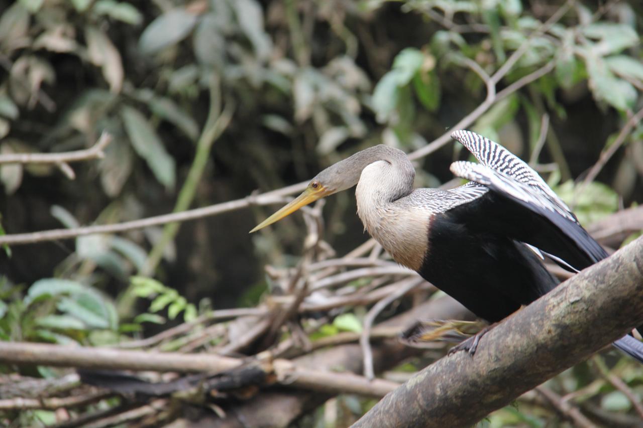 Green Forest Ecolodge Puerto Montufar ภายนอก รูปภาพ