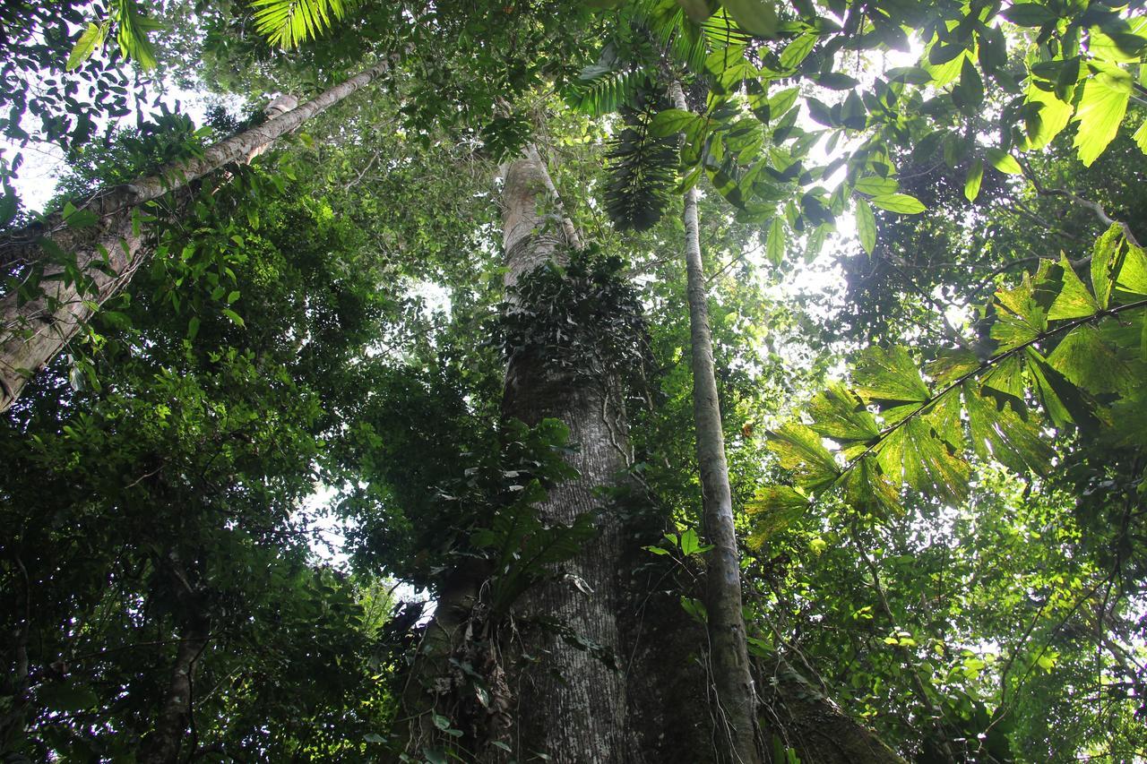 Green Forest Ecolodge Puerto Montufar ภายนอก รูปภาพ
