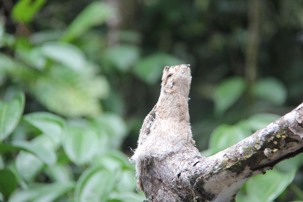 Green Forest Ecolodge Puerto Montufar ภายนอก รูปภาพ