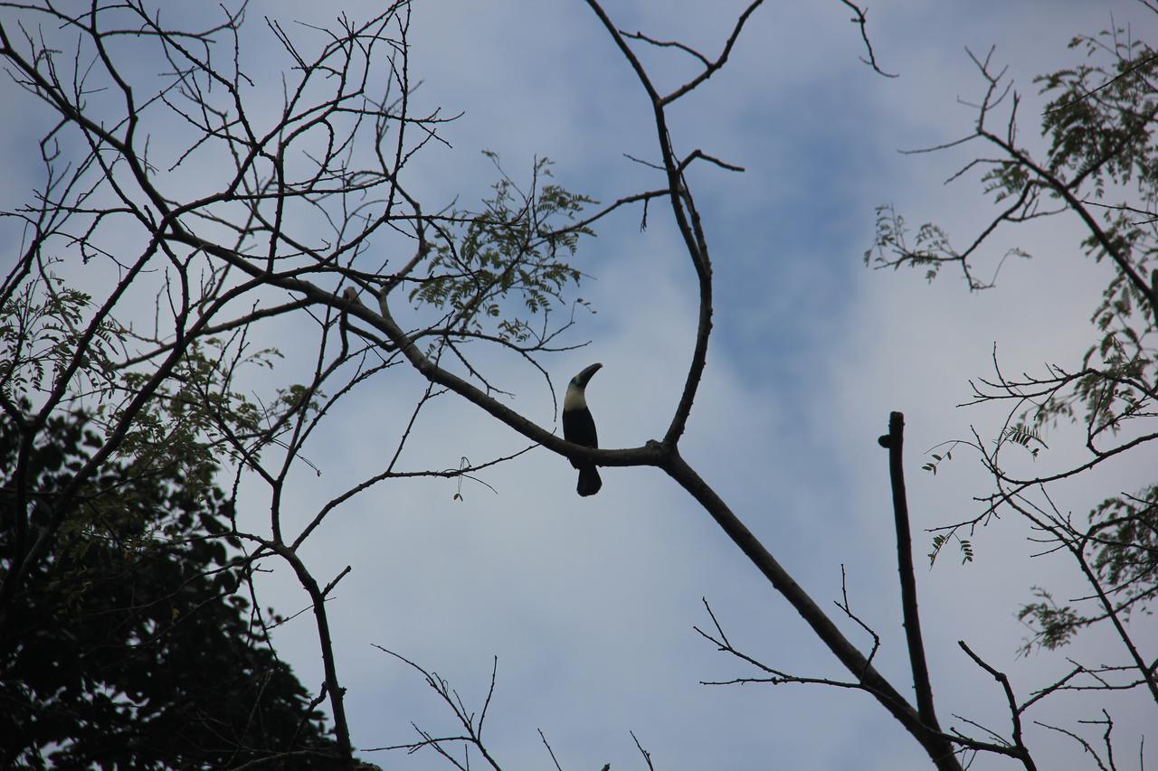 Green Forest Ecolodge Puerto Montufar ภายนอก รูปภาพ