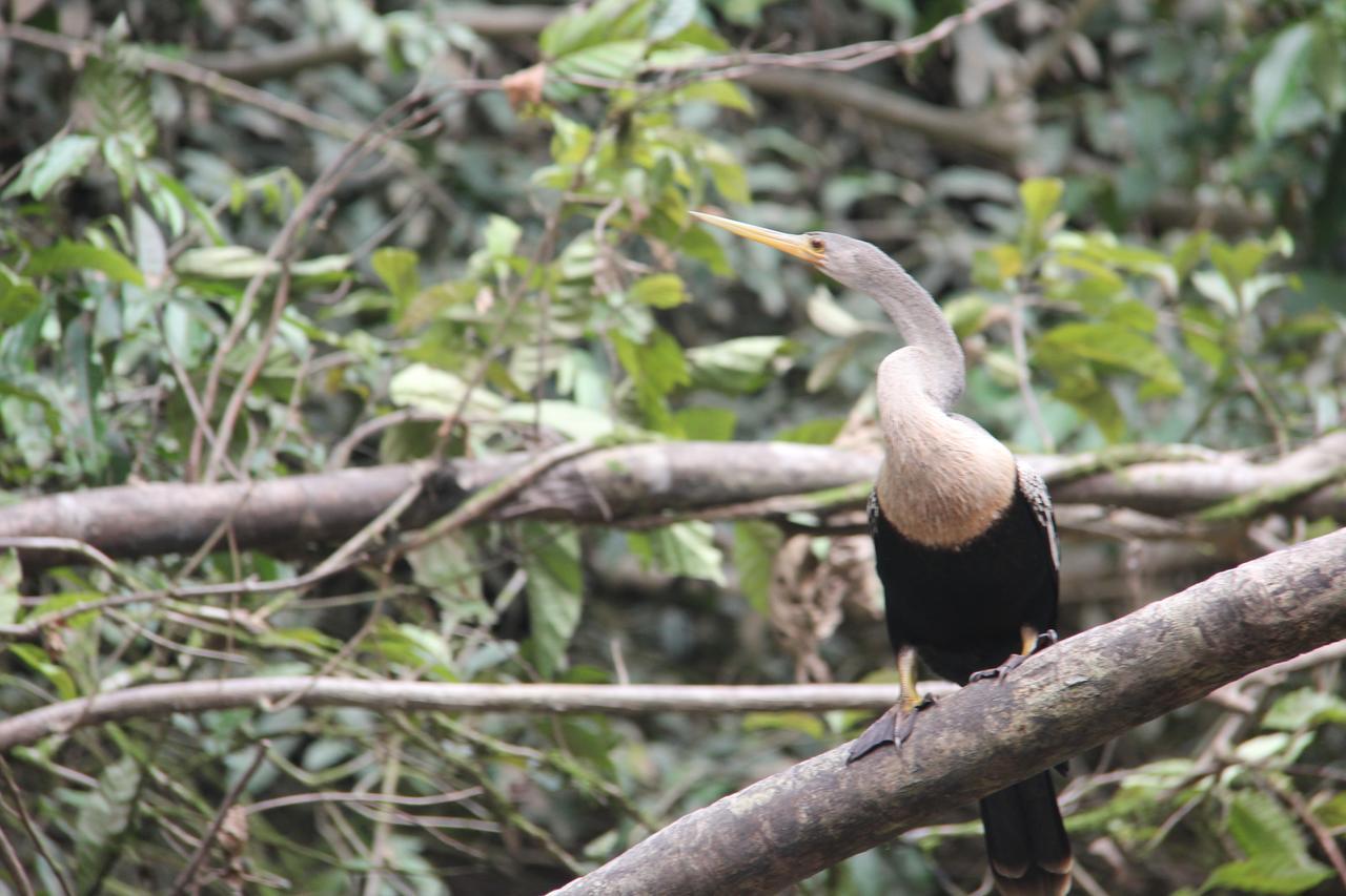 Green Forest Ecolodge Puerto Montufar ภายนอก รูปภาพ