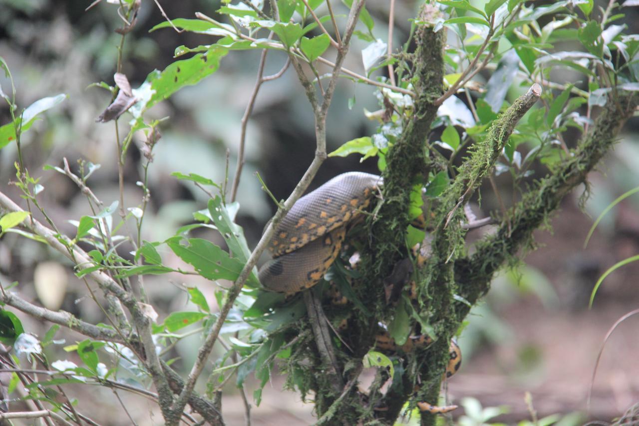 Green Forest Ecolodge Puerto Montufar ภายนอก รูปภาพ